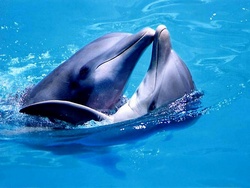 Оказывается у дельфинов тоже есть имена